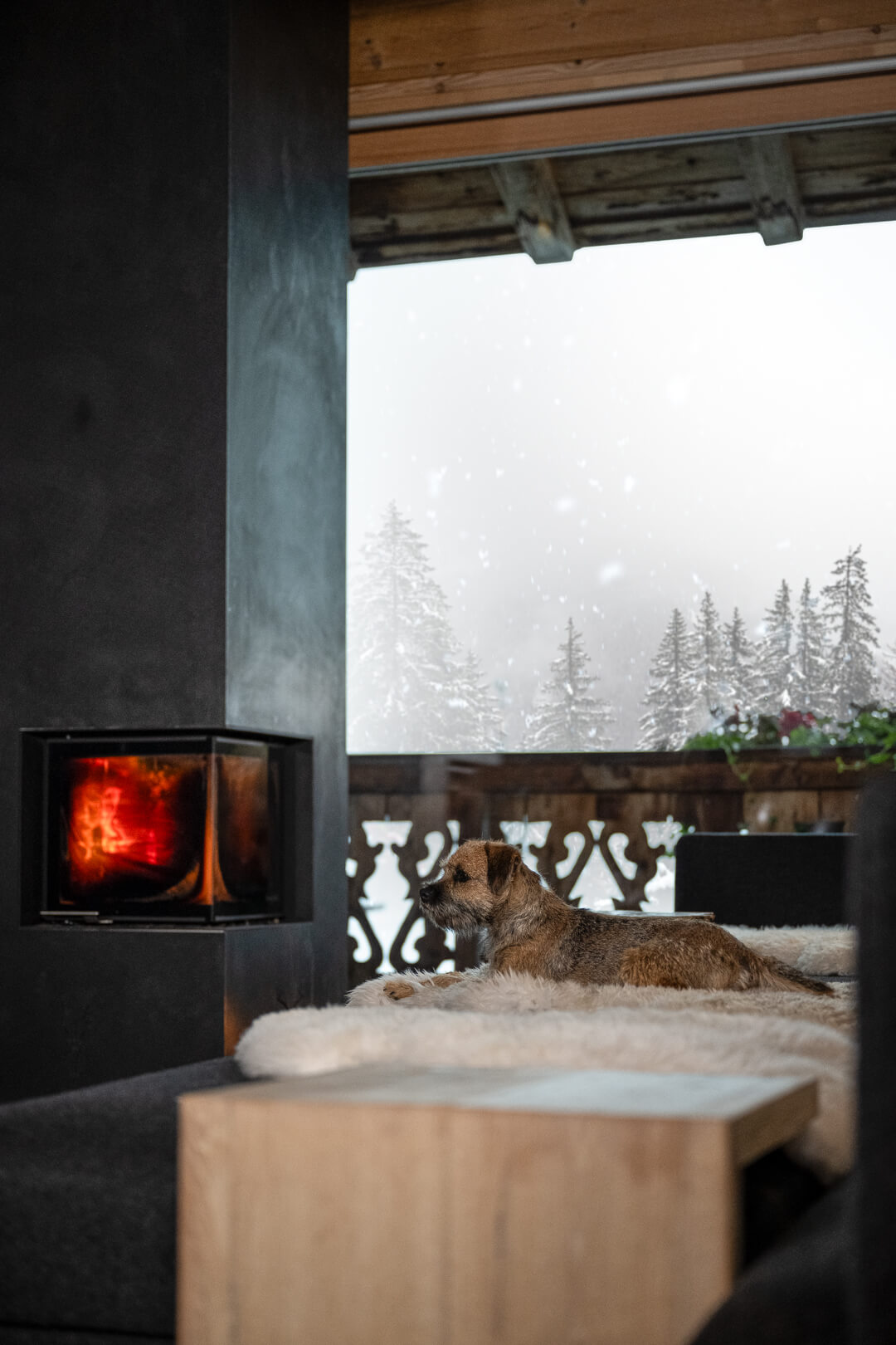 Cozy fireplace dog