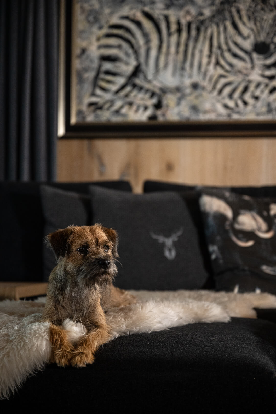 Dog on a woolen couch